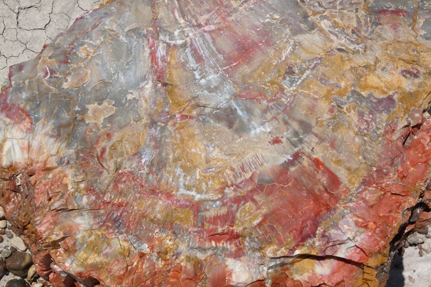 Petrified Forest National Park