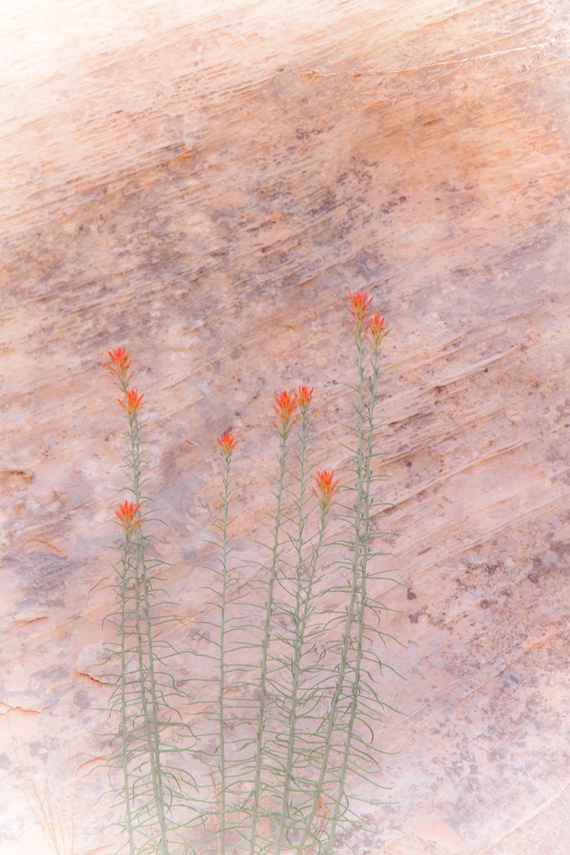 Capitol Reef National Park