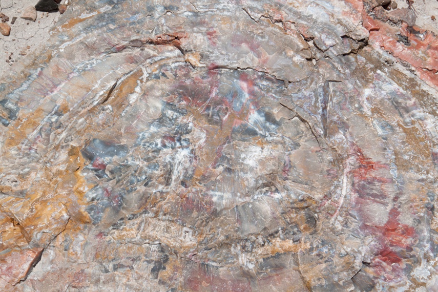 Petrified Forest National Park