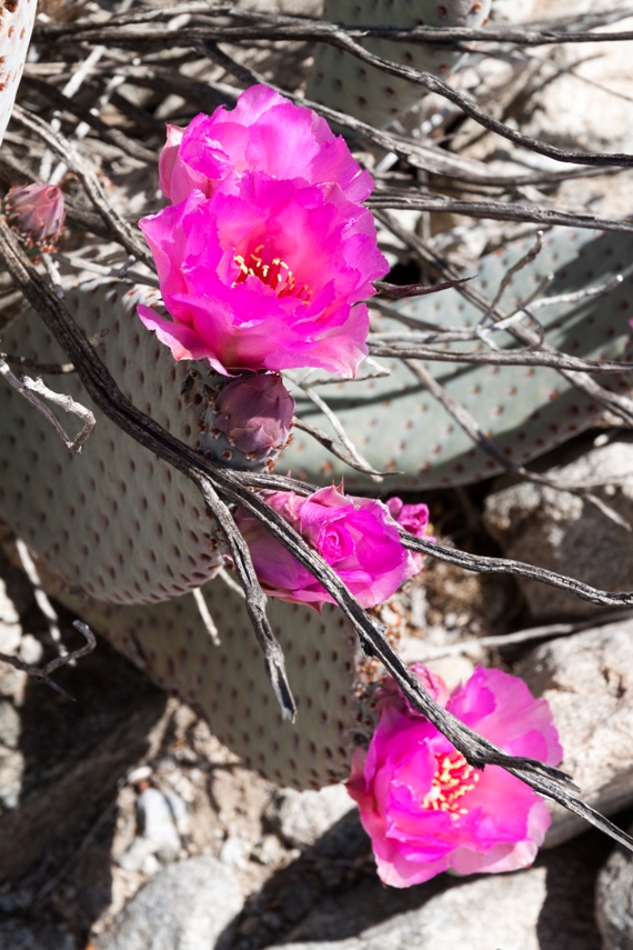 Anza Borrego Desert State Park