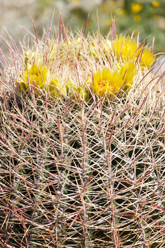 Anza Borrego Desert State Park