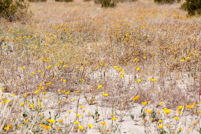 Anza Borrego Desert State Park