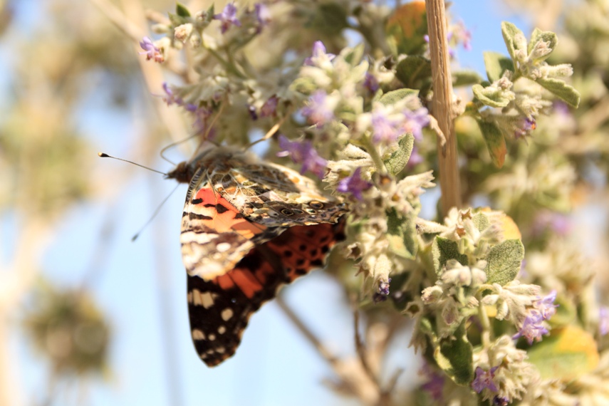 Anza Borrego Desert State Park