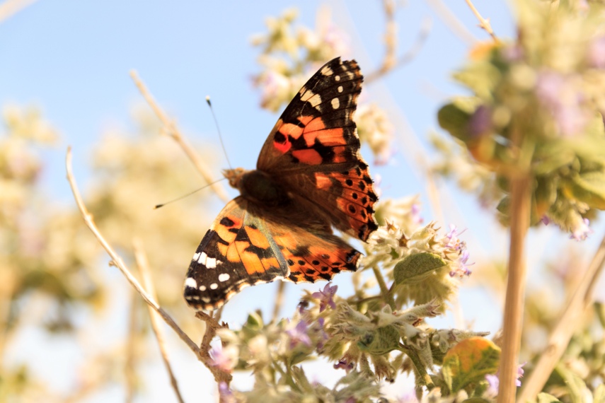 Anza Borrego Desert State Park