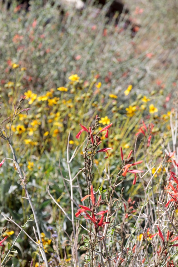 Anza Borrego Desert State Park
