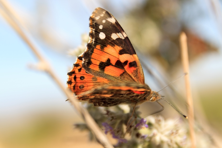 Anza Borrego Desert State Park