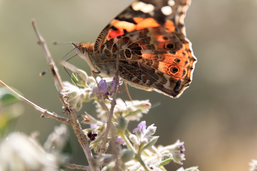 Anza Borrego Desert State Park