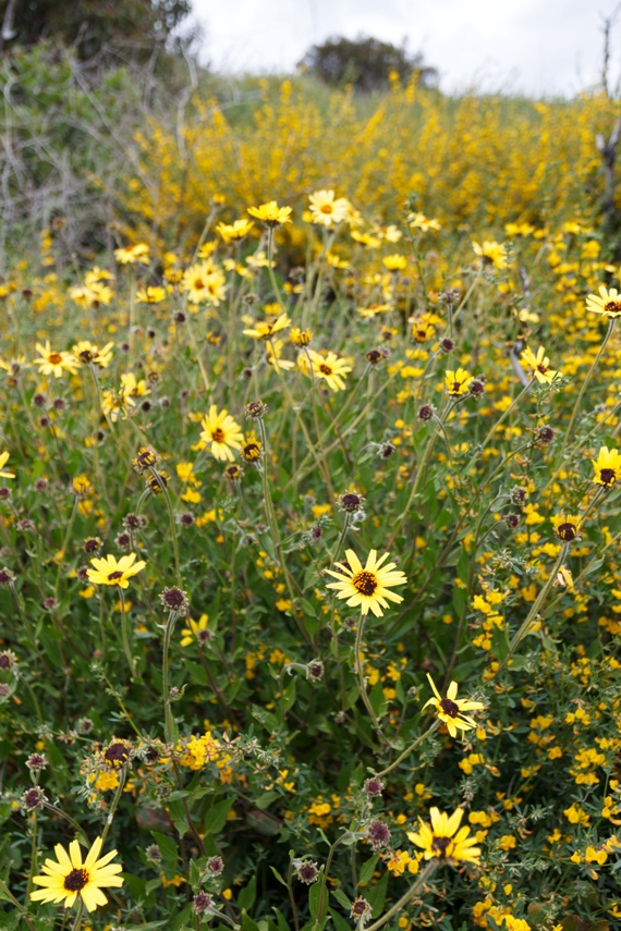 Point Mugu State Park