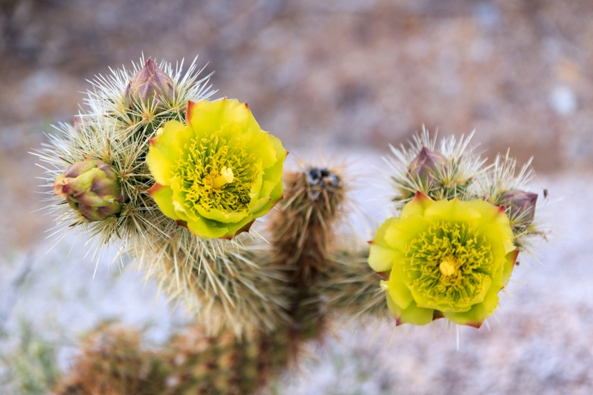 Anza Borrego Desert State Park