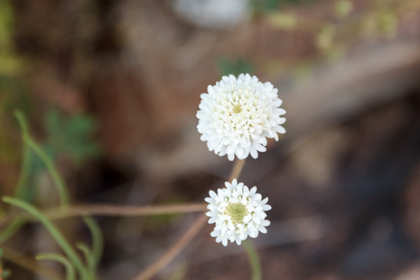Anza Borrego Desert State Park