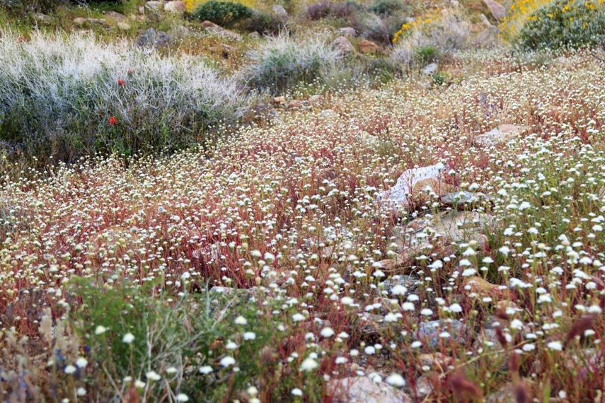 Anza Borrego Desert State Park