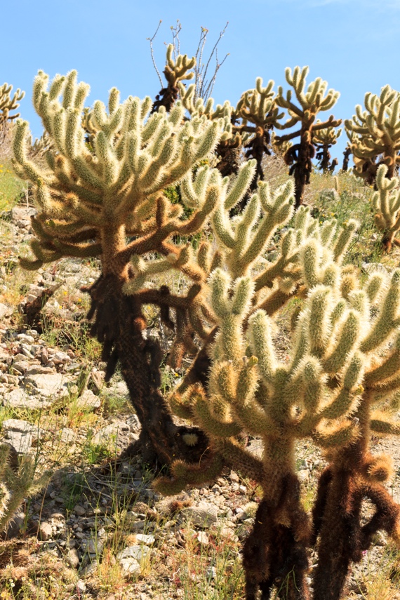 Anza Borrego Desert State Park