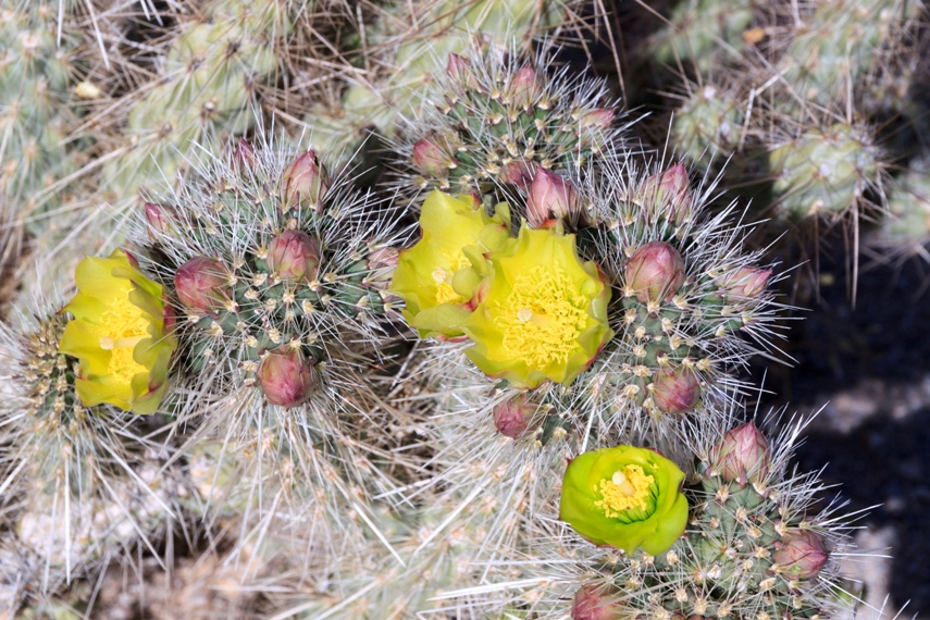 Anza Borrego Desert State Park