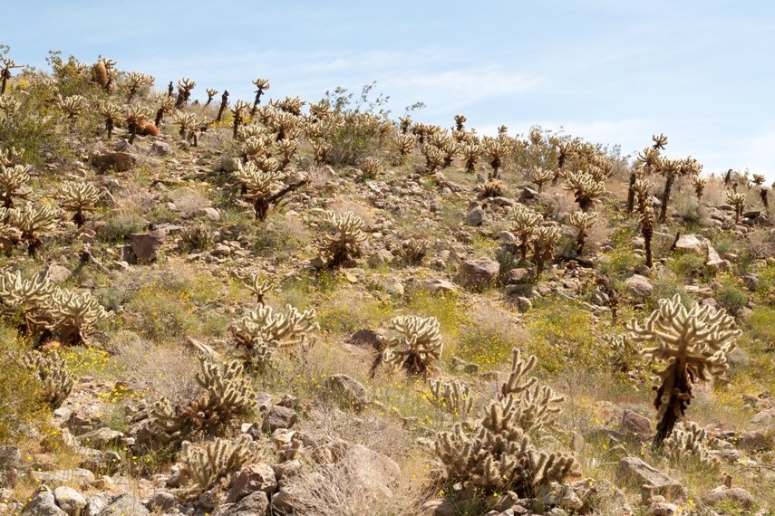 Anza Borrego Desert State Park