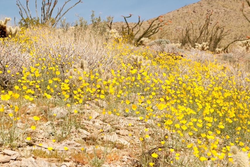 Anza Borrego Desert State Park