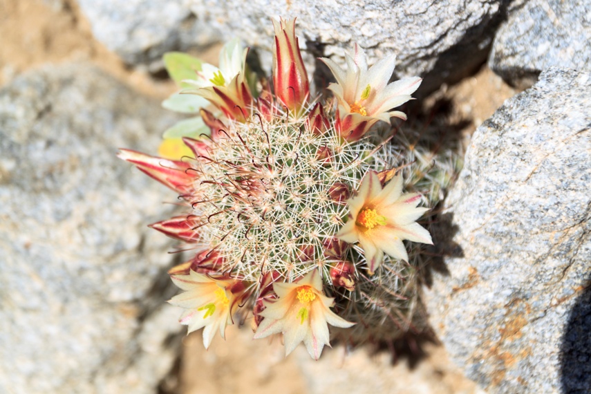 Anza Borrego Desert State Park