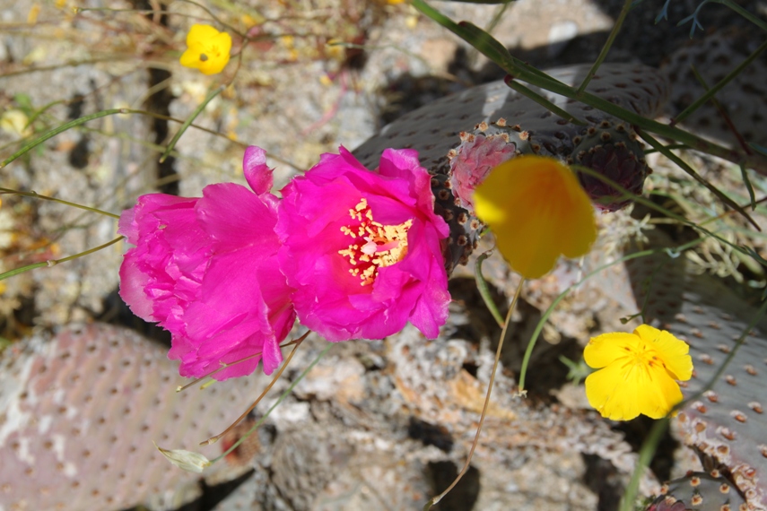 Anza Borrego Desert State Park