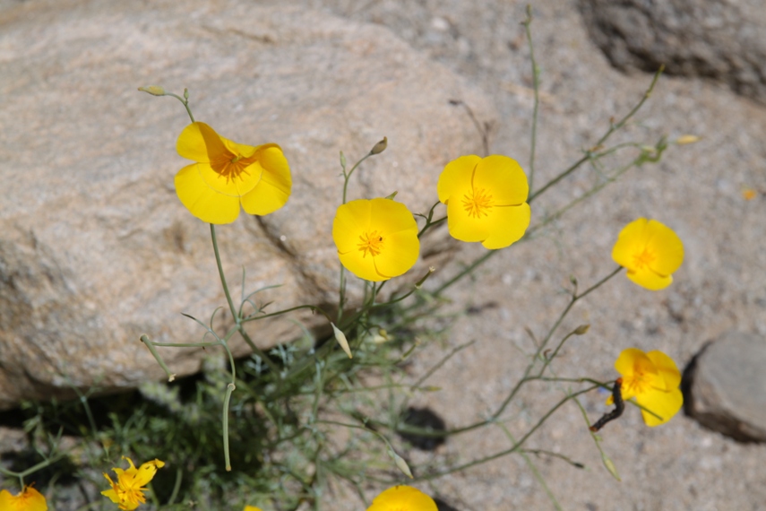 Anza Borrego Desert State Park
