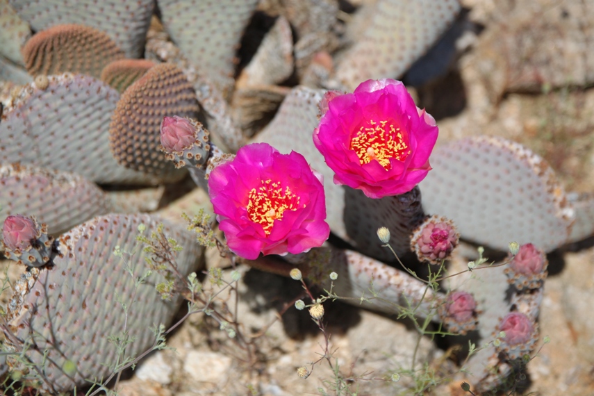Anza Borrego Desert State Park