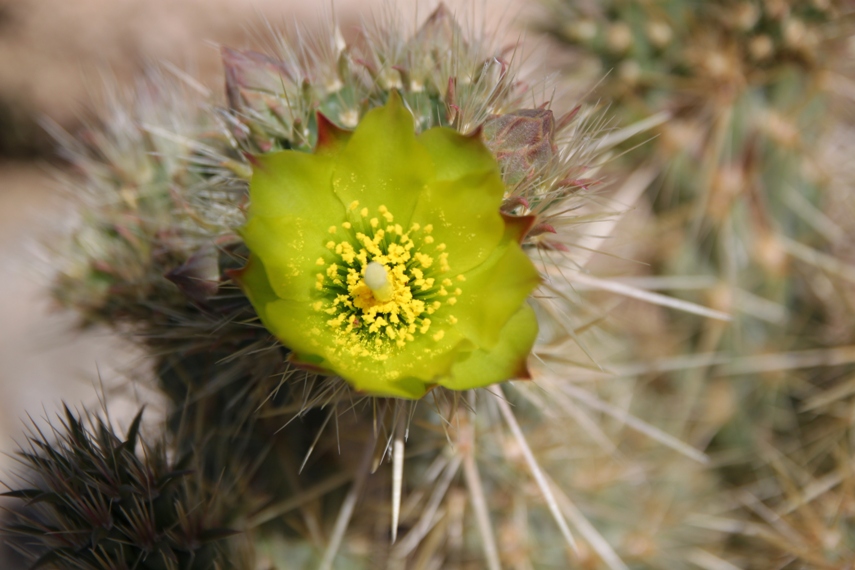 Anza Borrego Desert State Park